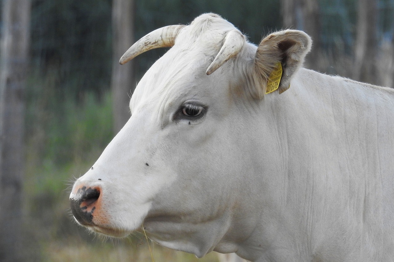 cow beef pasture free photo