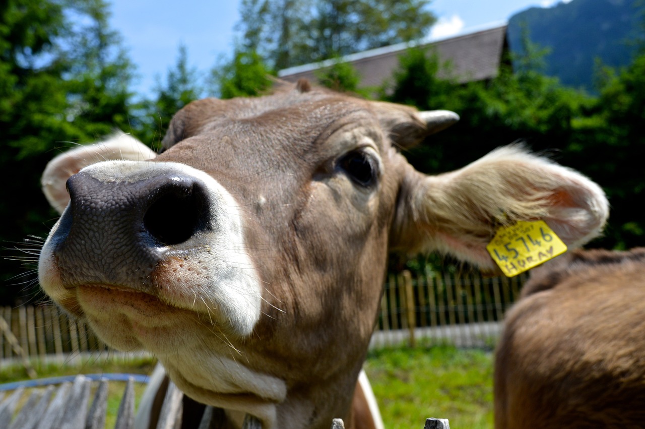 curiosity cow alm free photo