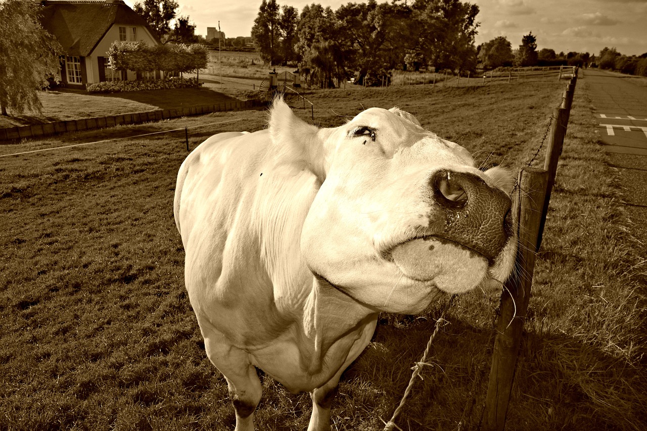 cow cattle livestock free photo