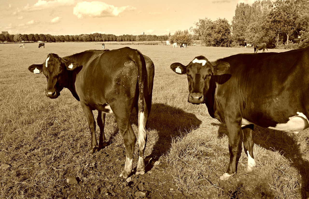 cow cattle livestock free photo