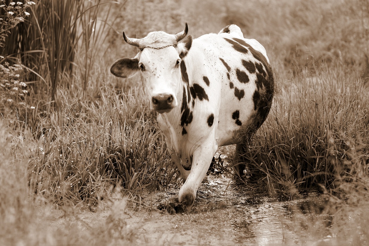 cow bovine spotted free photo