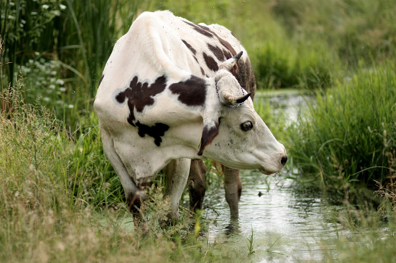 cow bovine spotted free photo