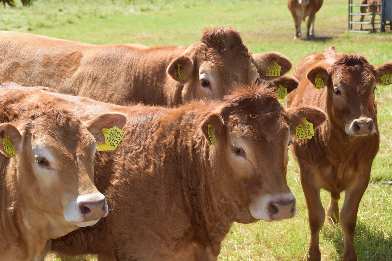 cow cows landscape free photo