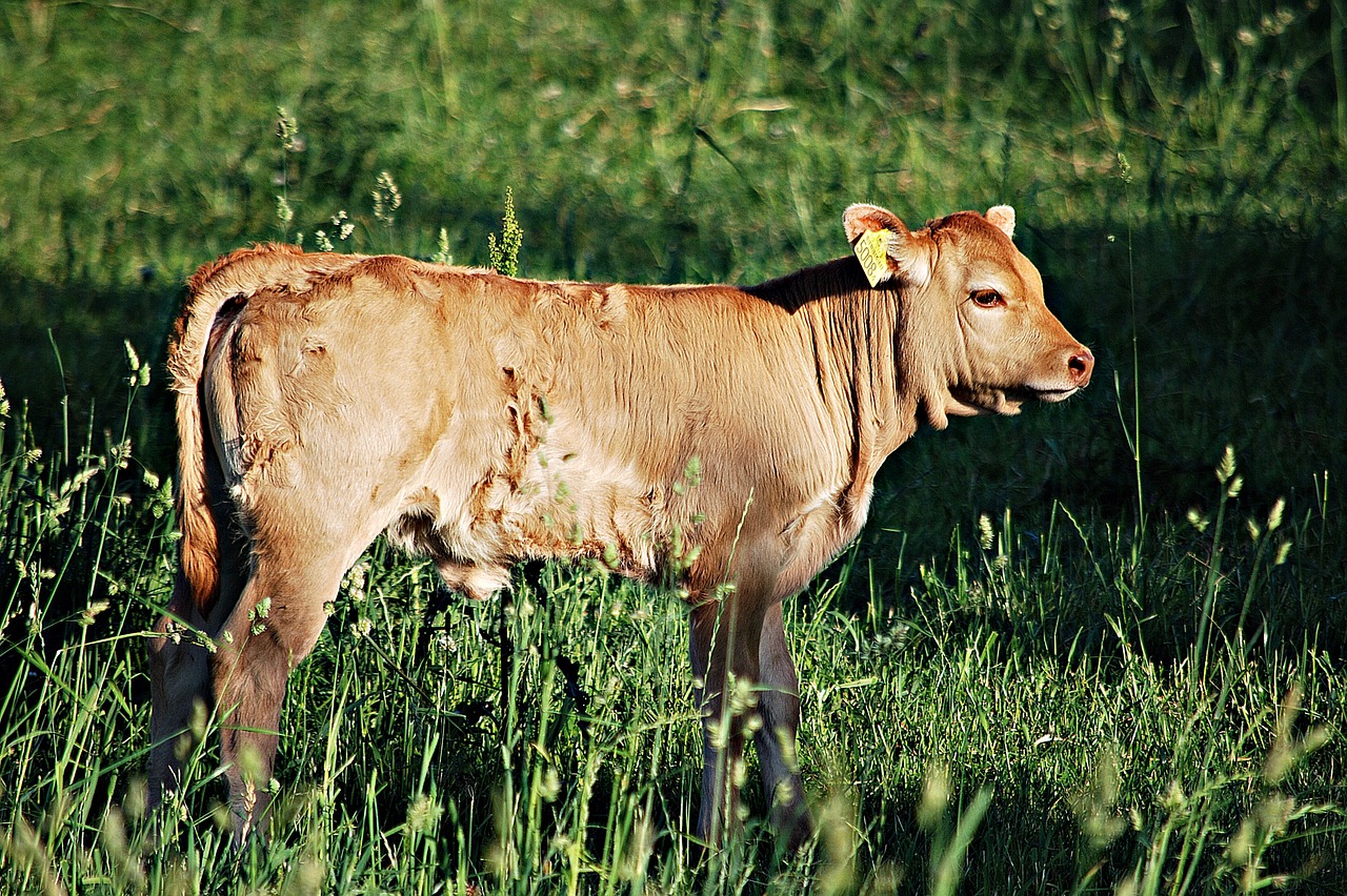 cow bull animal breeding free photo