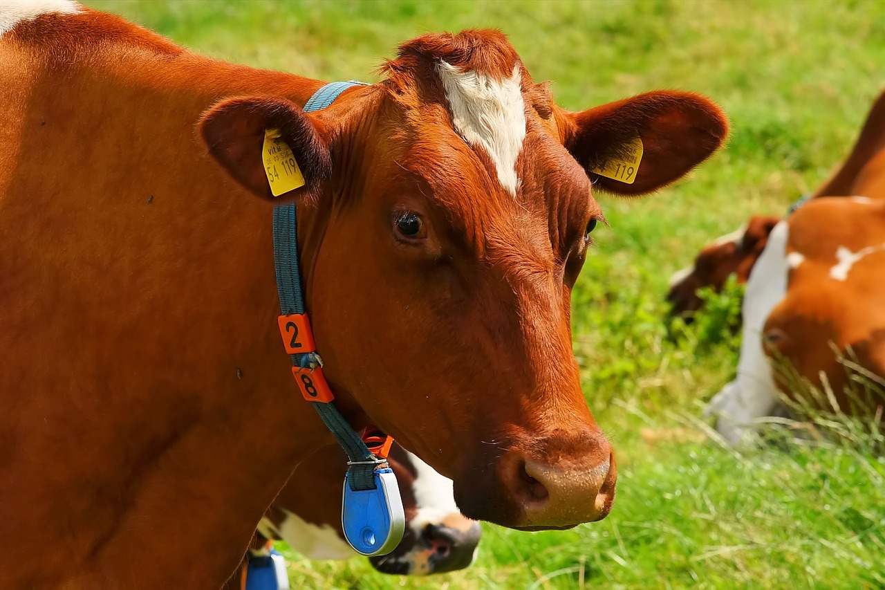 cow red orange pasture free photo