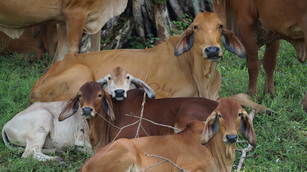 cow livestock field free photo