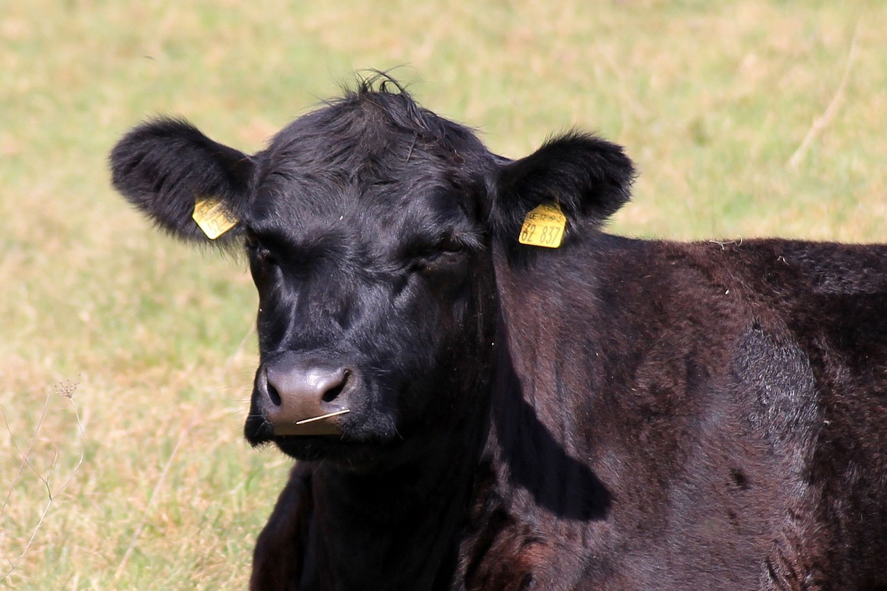 cow beef pasture free photo