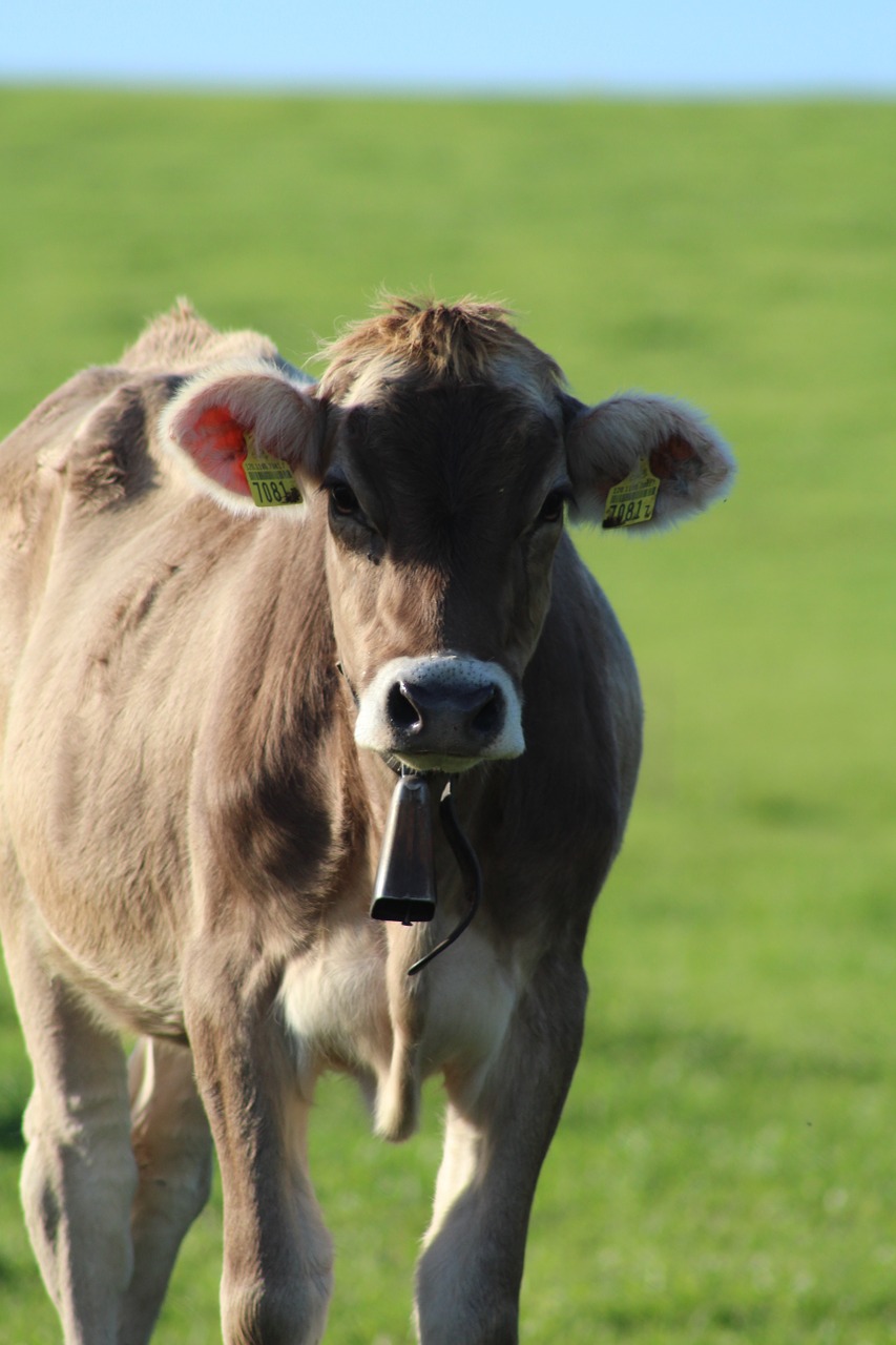 cow pasture nature free photo