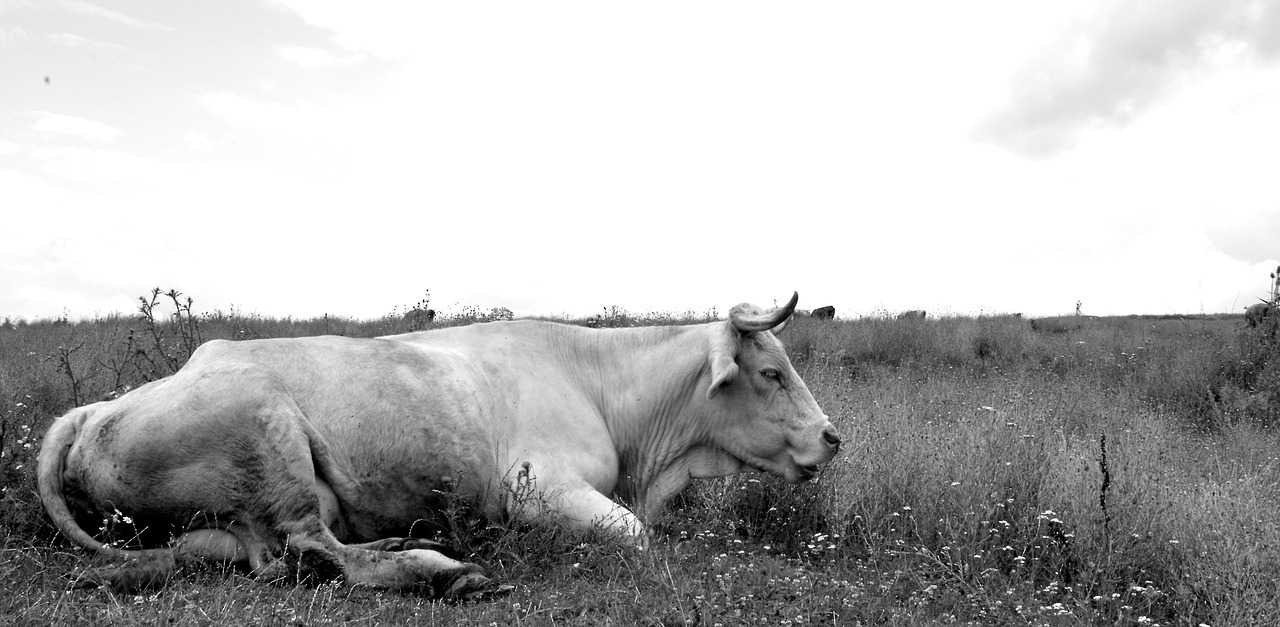 cow pasture black and white free photo