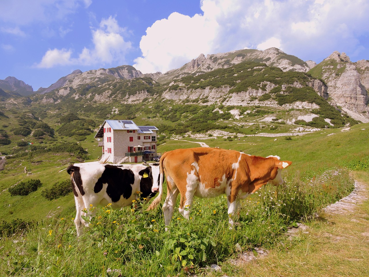 cow prato mountain free photo