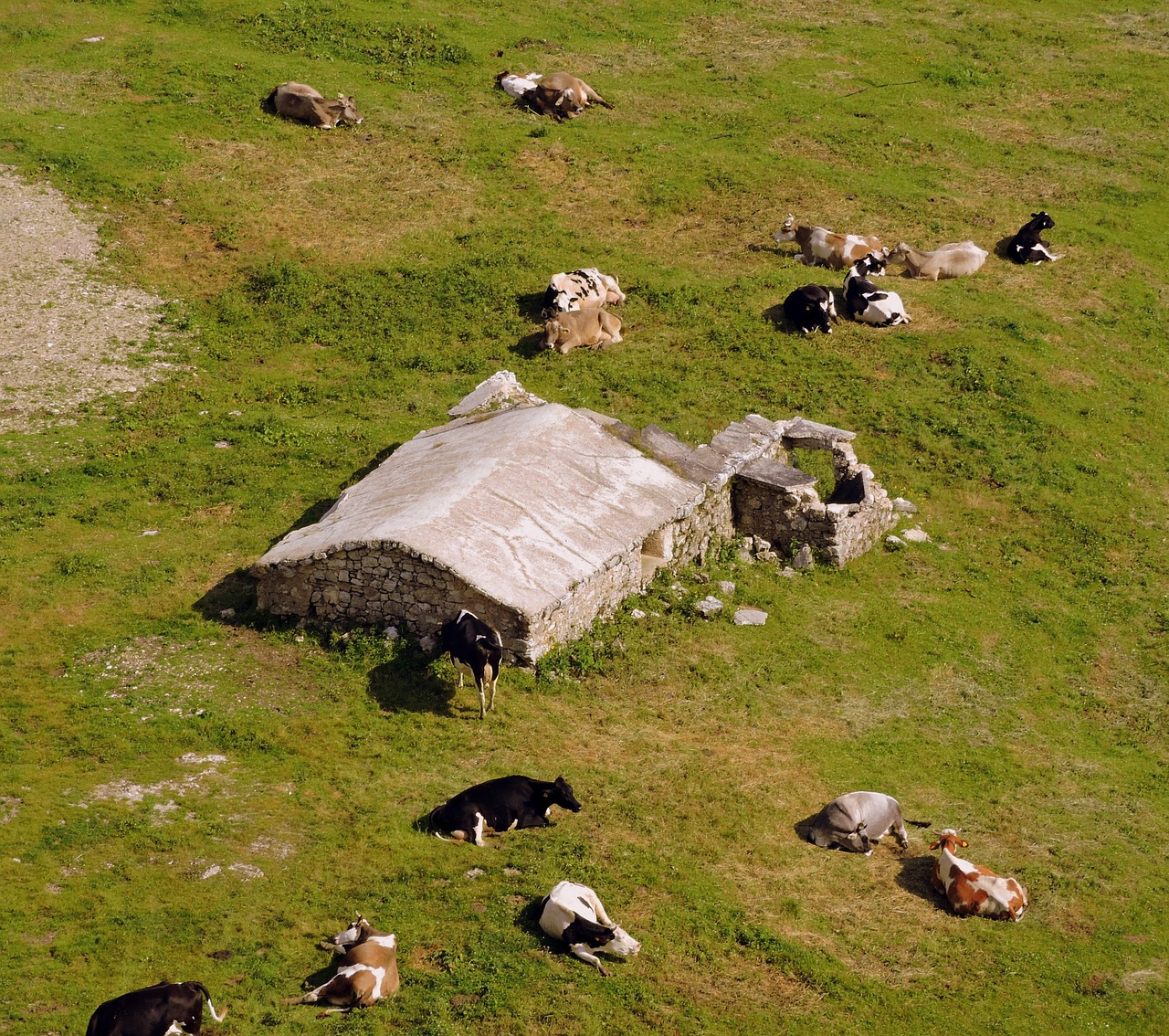 cow prato mountain free photo