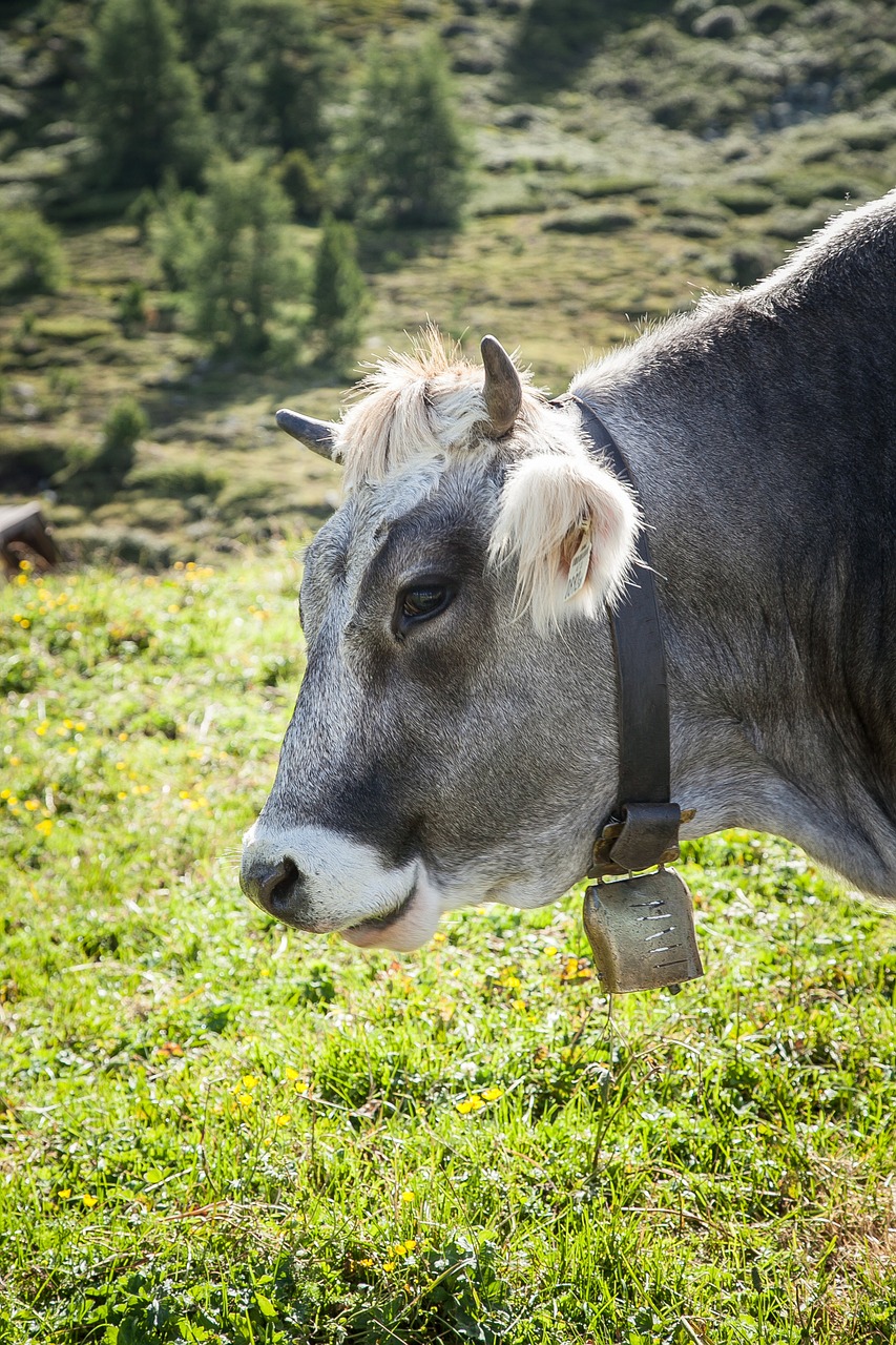 cow off austria free photo