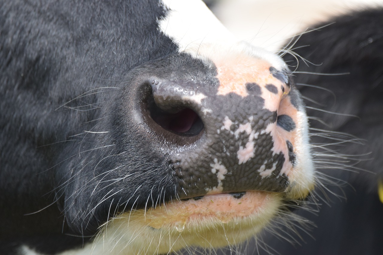 cow nose close free photo