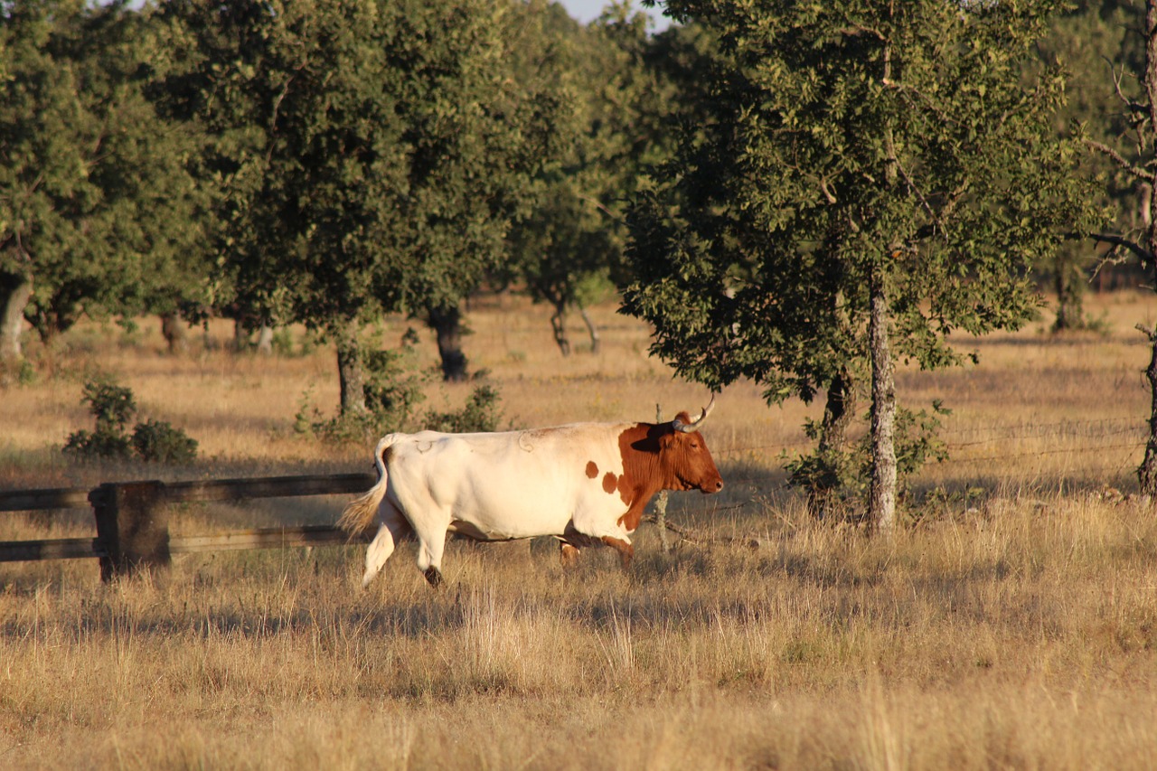 cow livestock animals free photo
