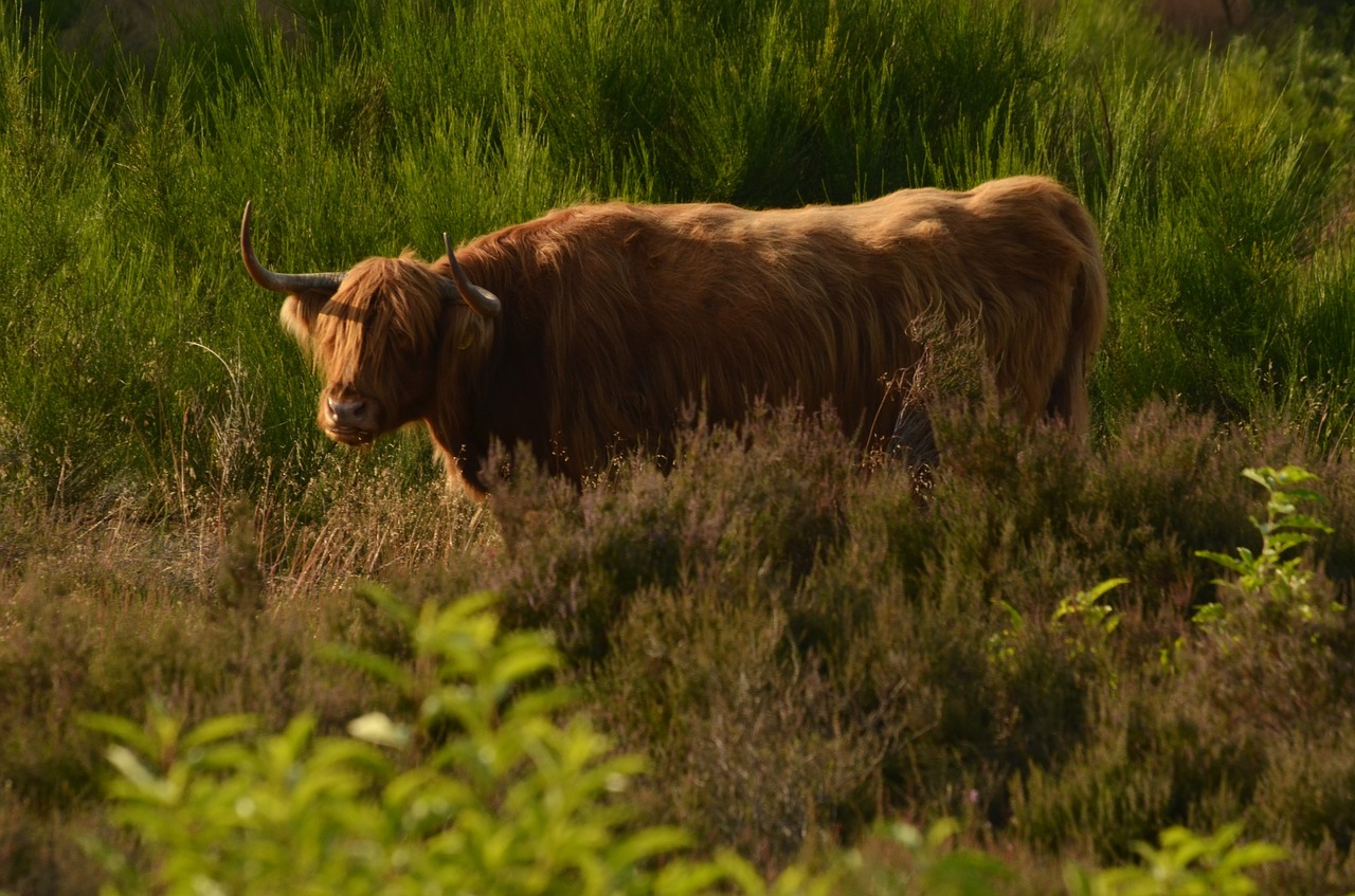 cow beef scottish free photo