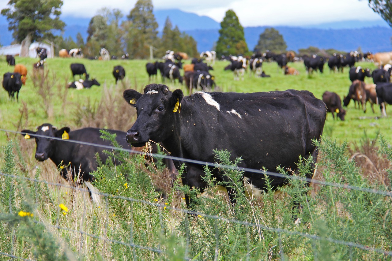 cow farm state highway 6 free photo