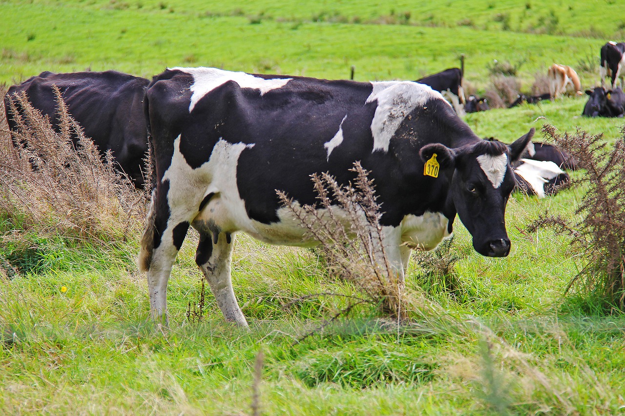 cow farm state highway 6 free photo