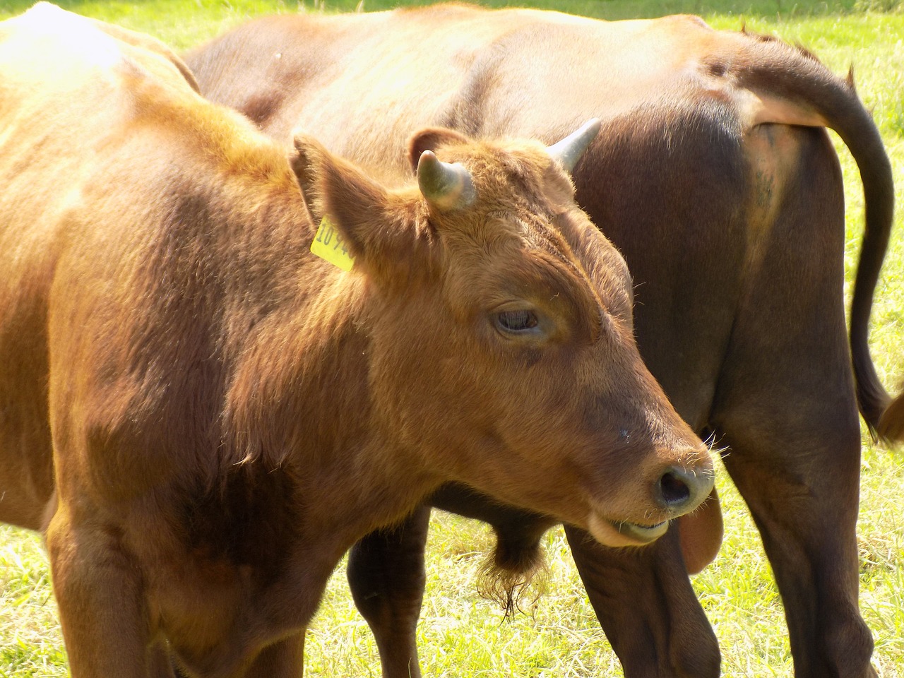 cow mammal nature free photo