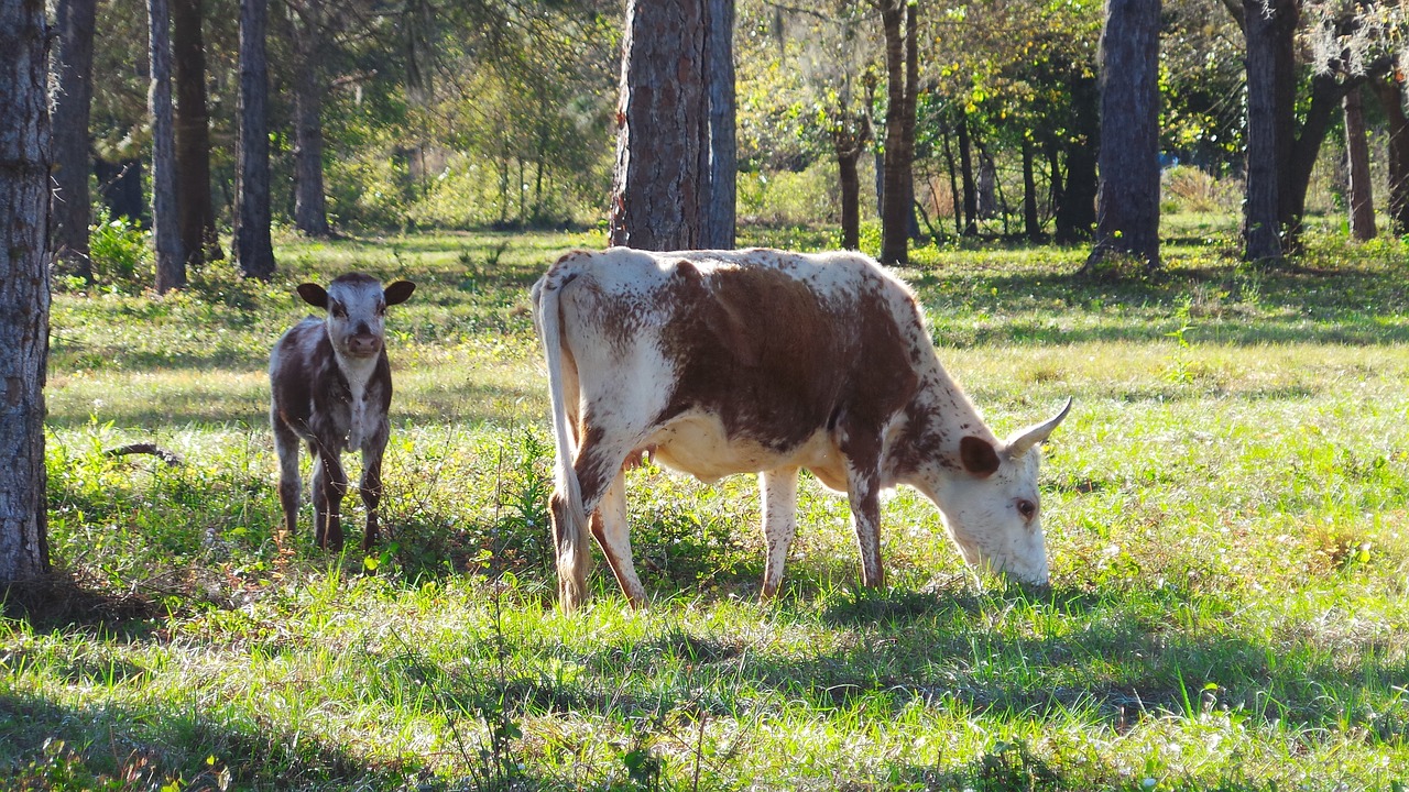 cow calf cracker free photo