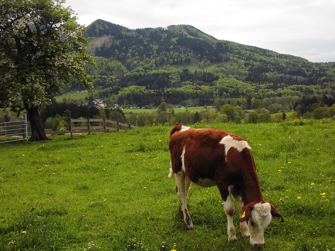 cow pasture chiemsee free photo