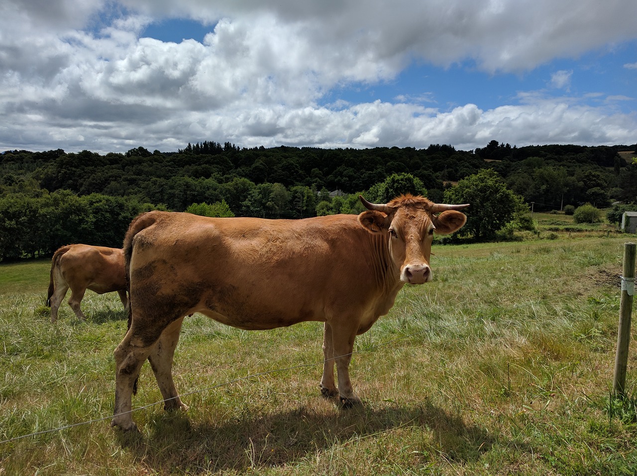 cow livestock prado free photo