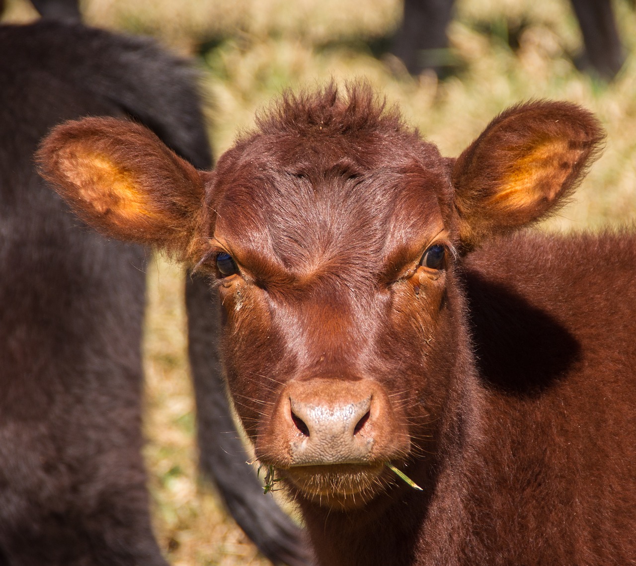 cow calf cattle free photo