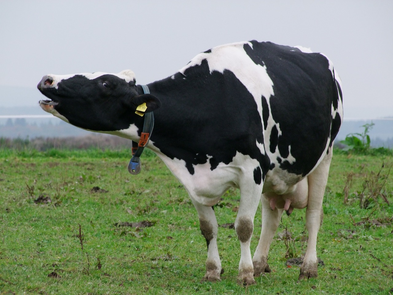 cow agriculture pasture free photo