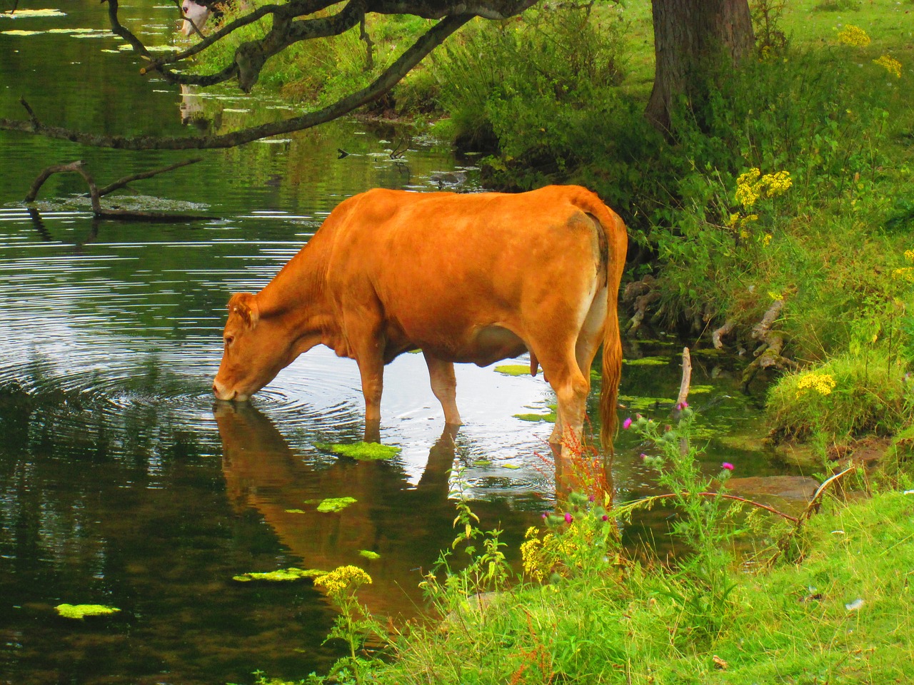 cow drinking lake free photo