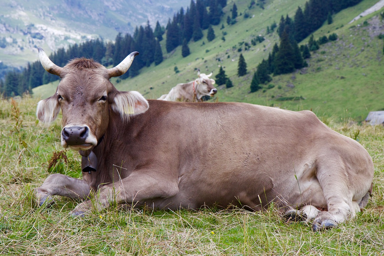 cow horns alpine free photo