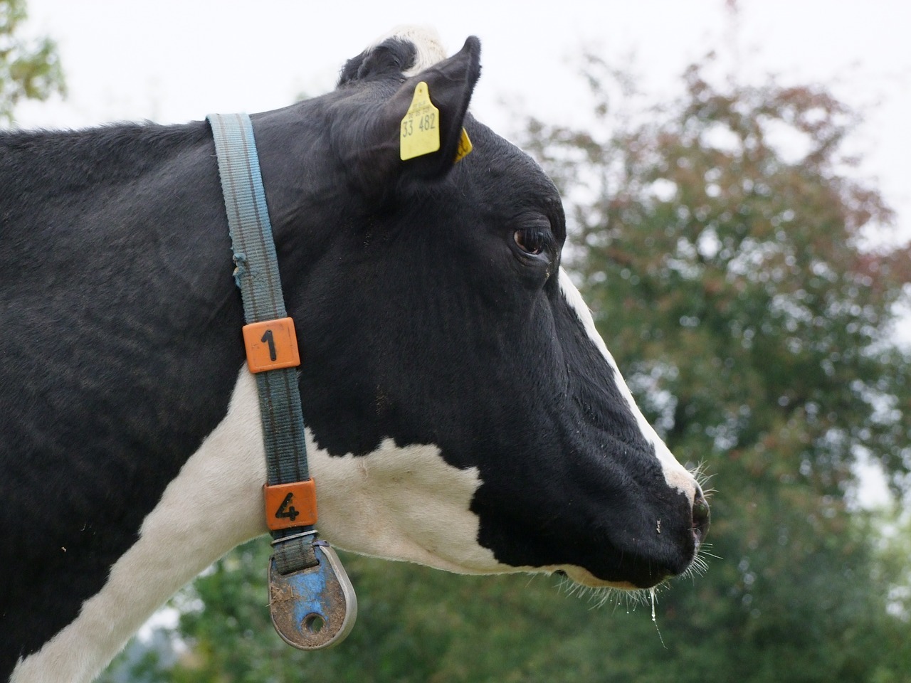 cow cows agriculture free photo