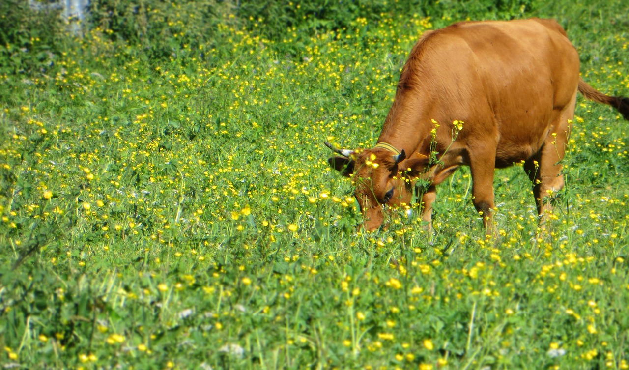 cow cattle tarine free photo