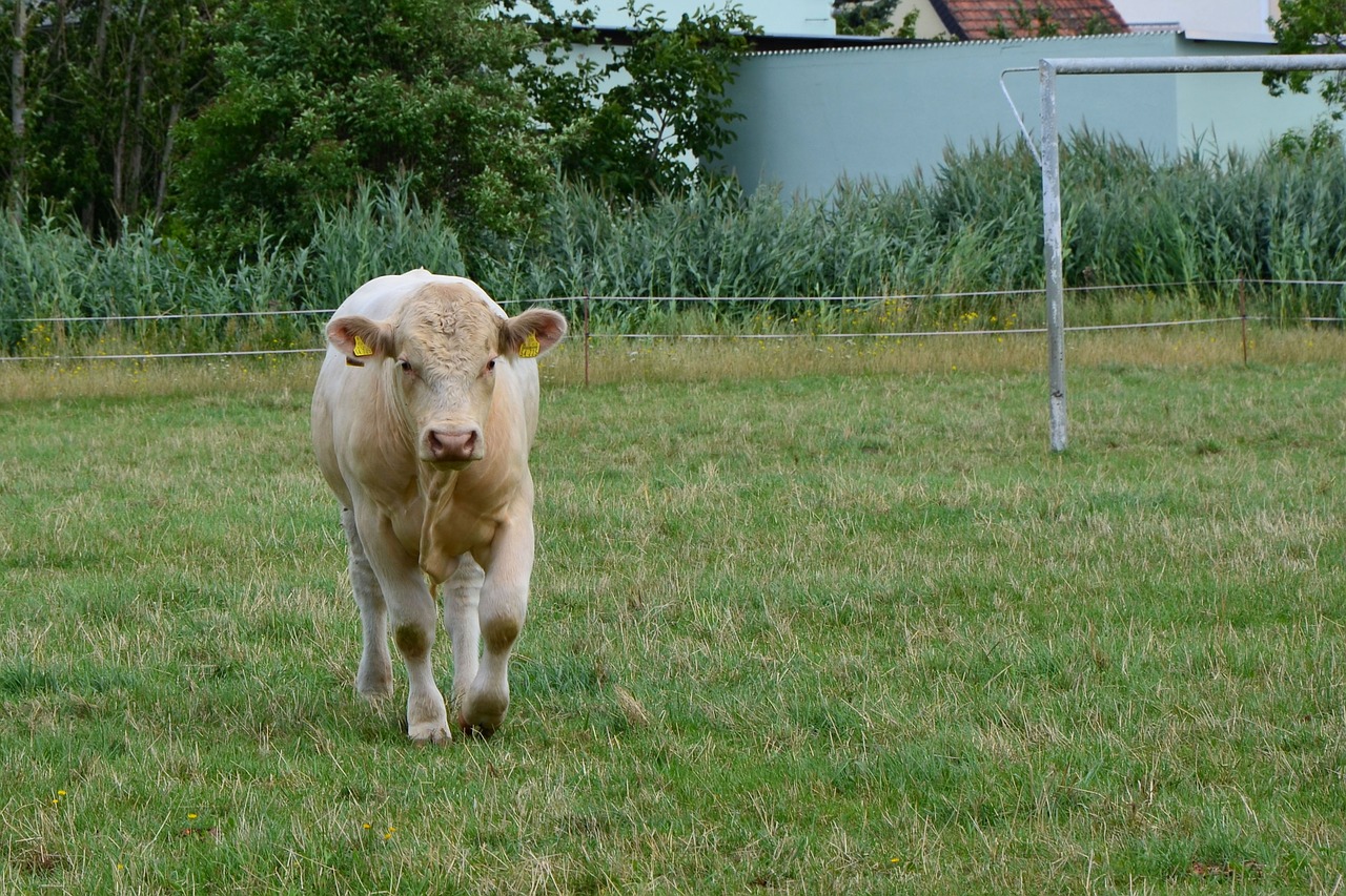 cow pasture graze free photo