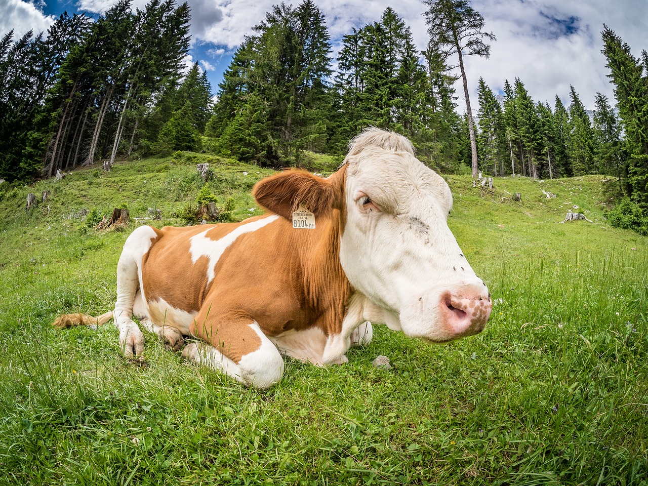 cow pasture beef free photo