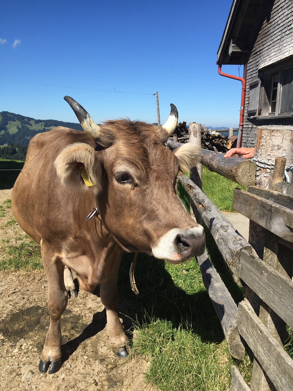 cow alpkuh switzerland free photo