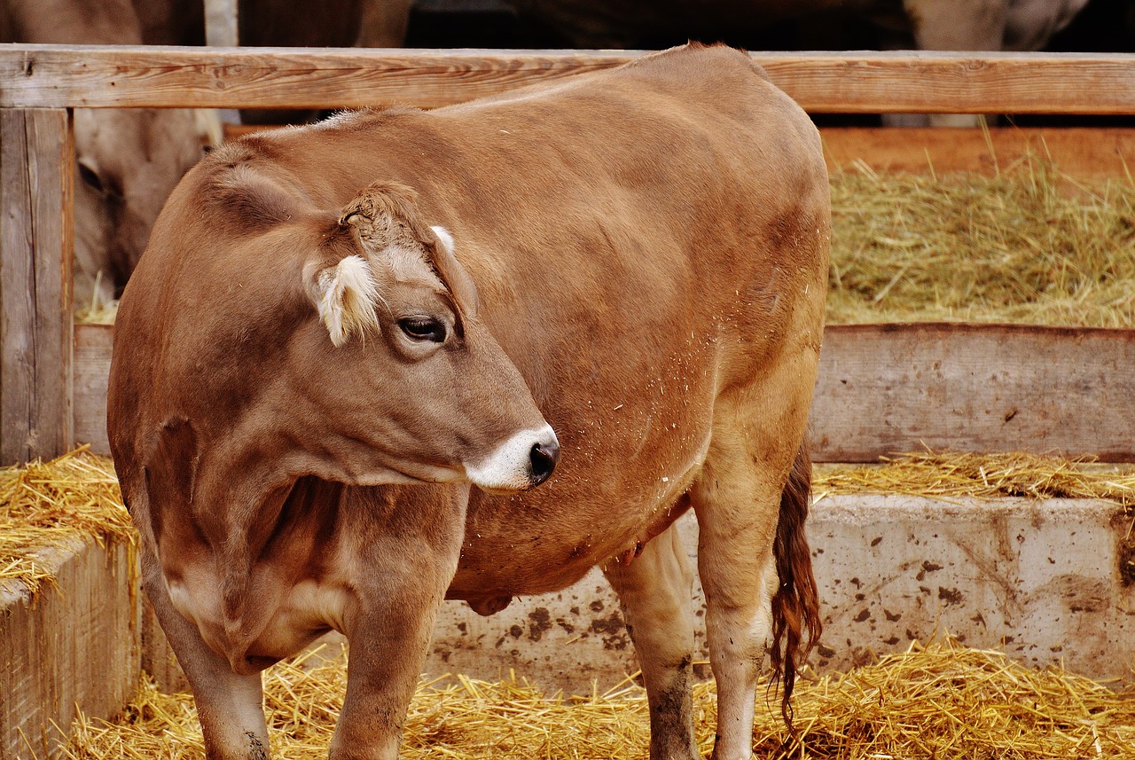 cow cattle farm free photo