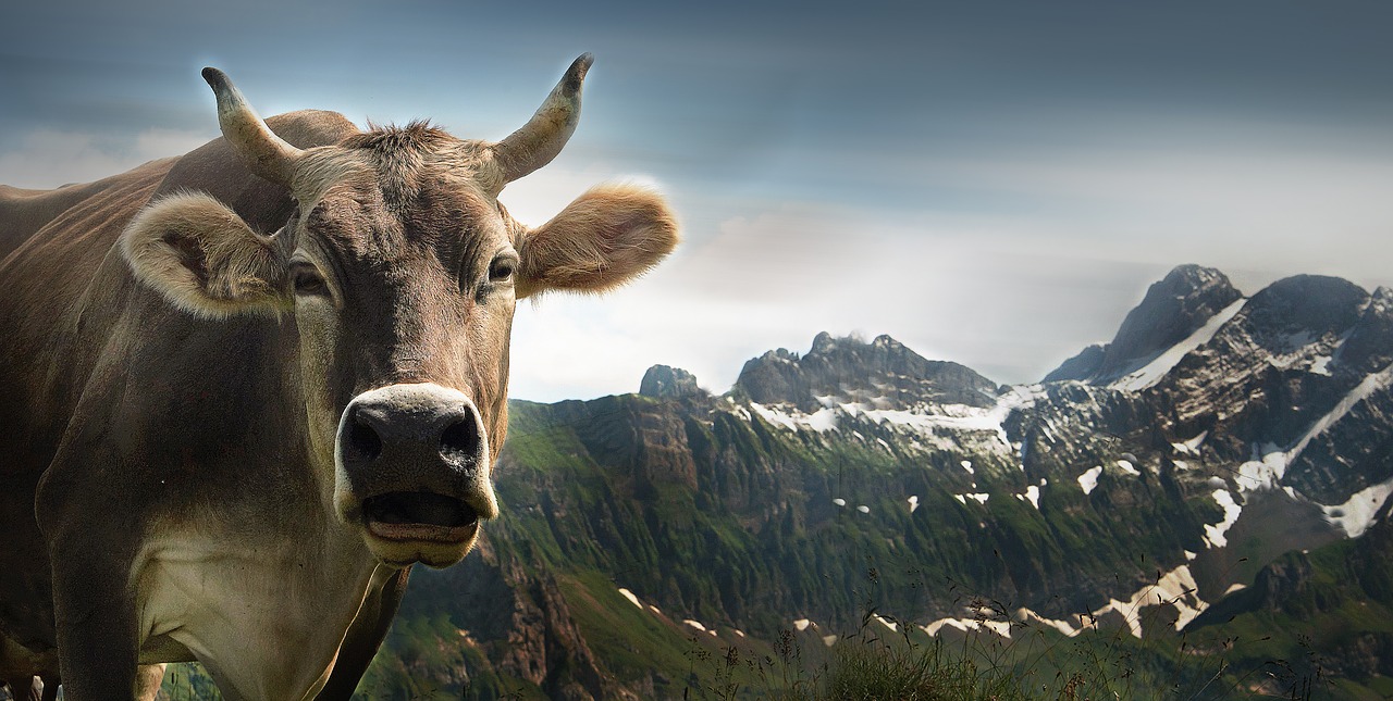 cow ebenalp alpine free photo