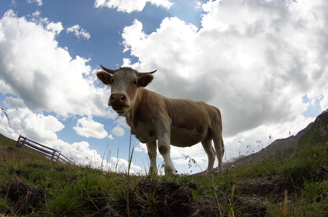 cow horns mountain free photo