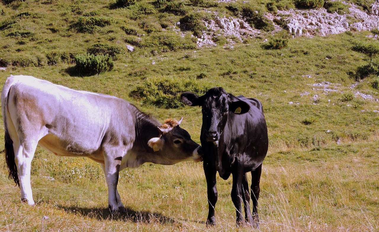 cow lick pasture free photo