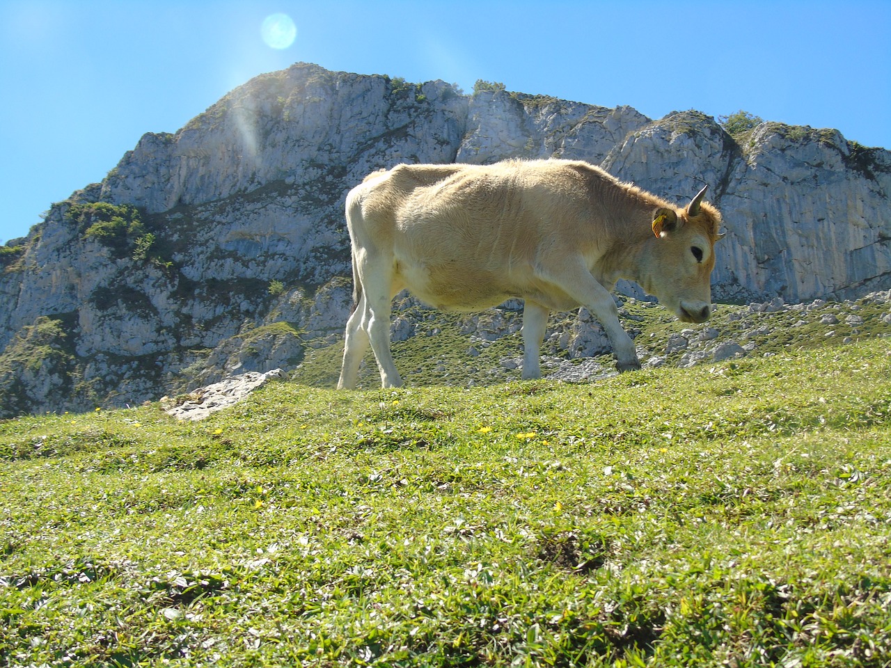 cow asturias covadonga lakes free photo