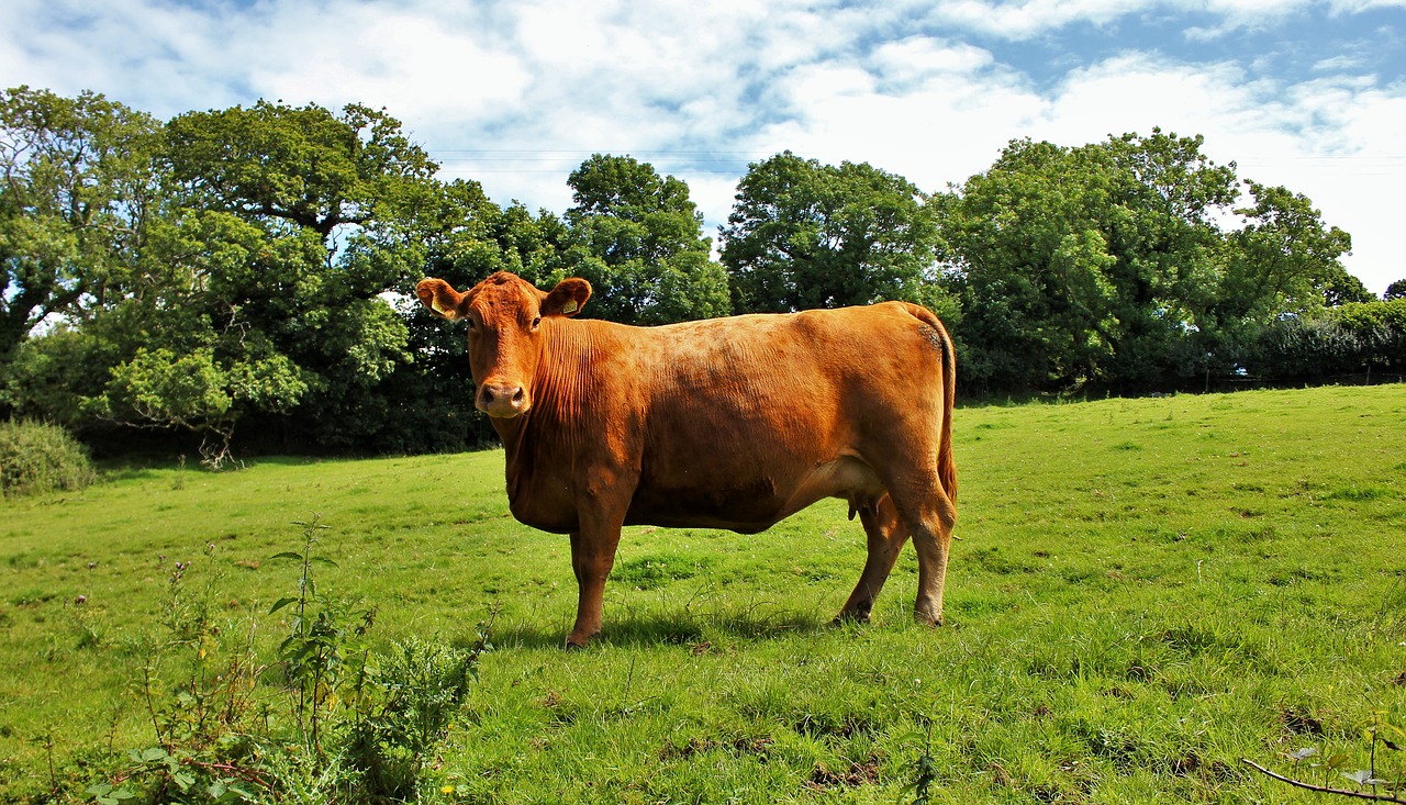 cow nature field free photo