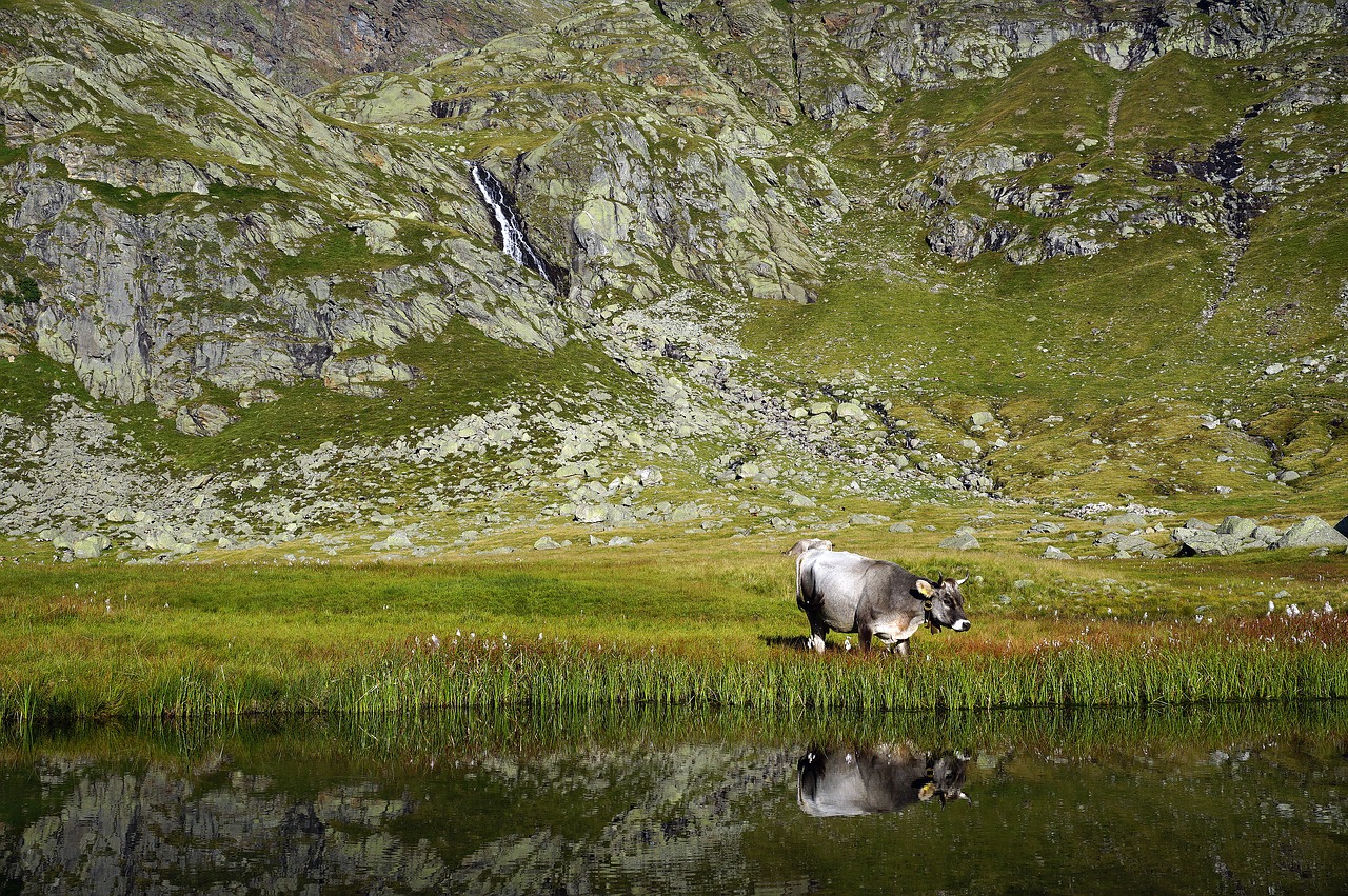 cow cows mountain free photo