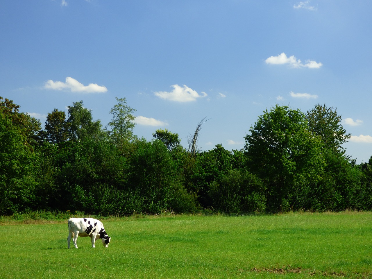 cow pasture sky free photo