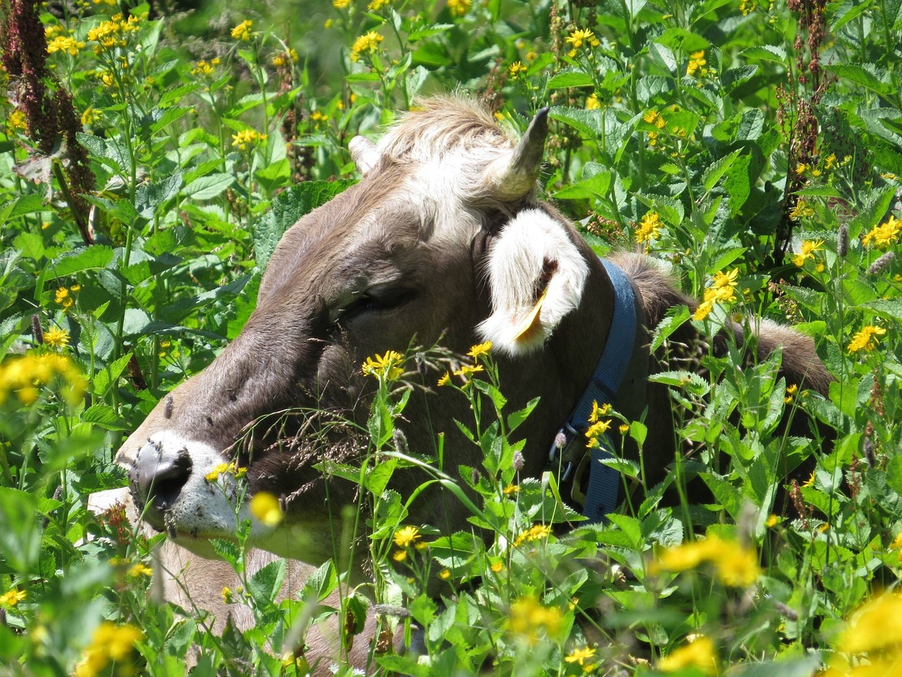 cow austria flowers free photo