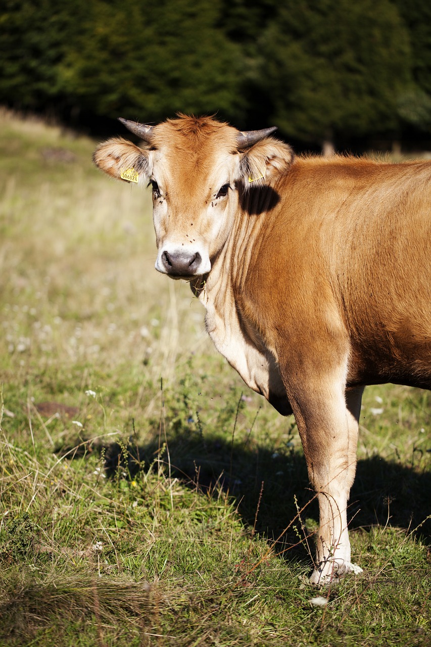 brown cow pasture village free photo