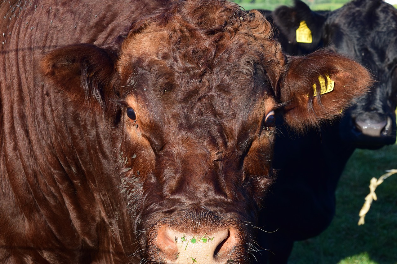 cow head animal free photo