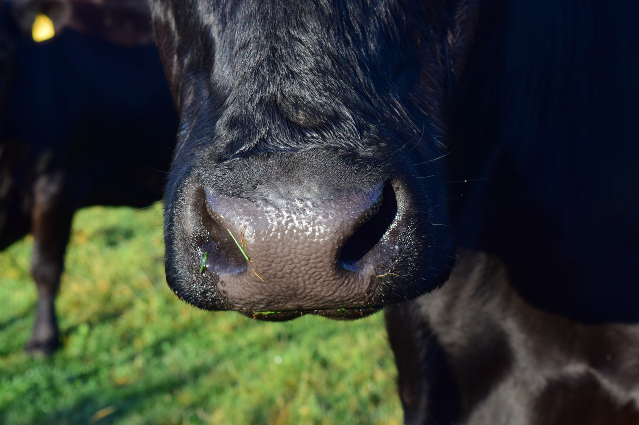 cow snout animal free photo