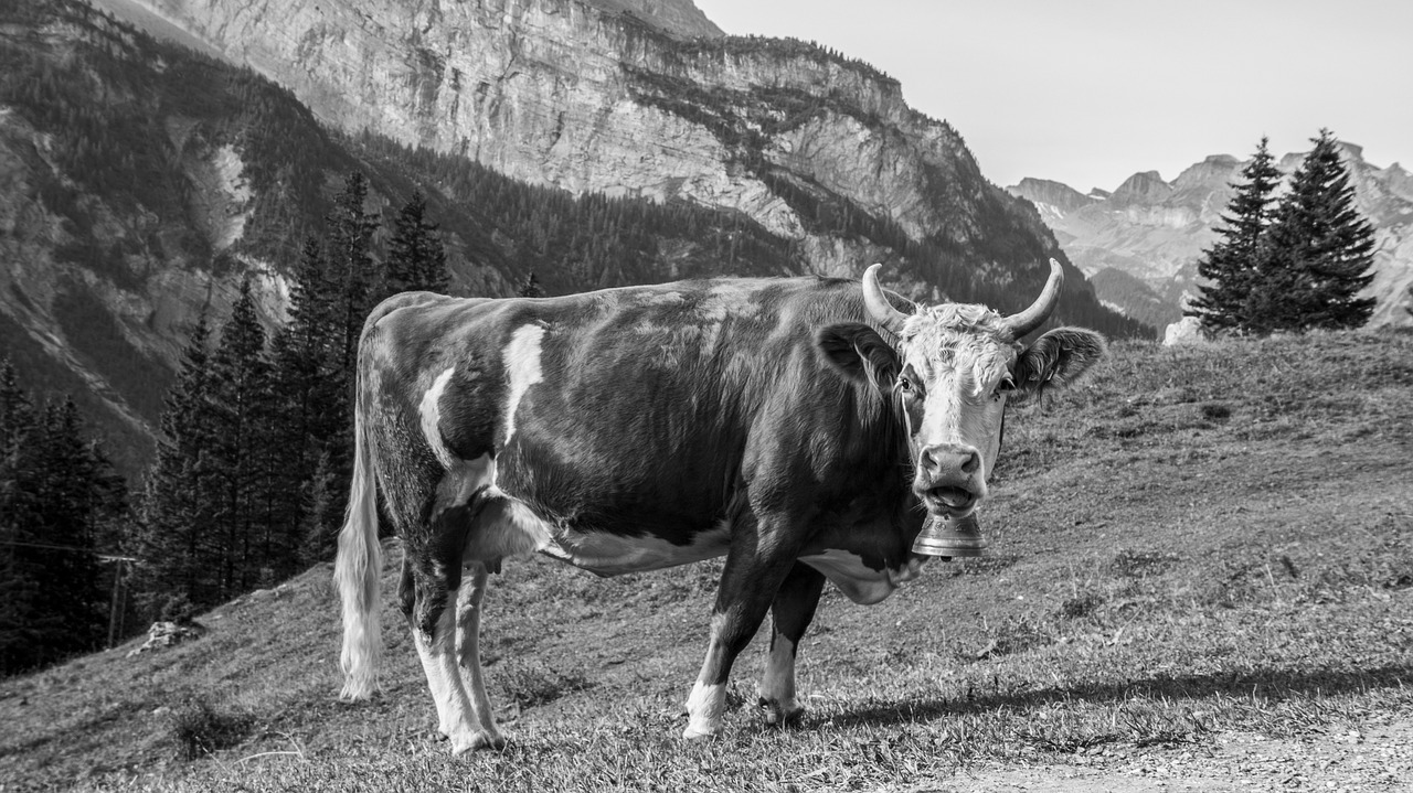 cow meadow pasture free photo