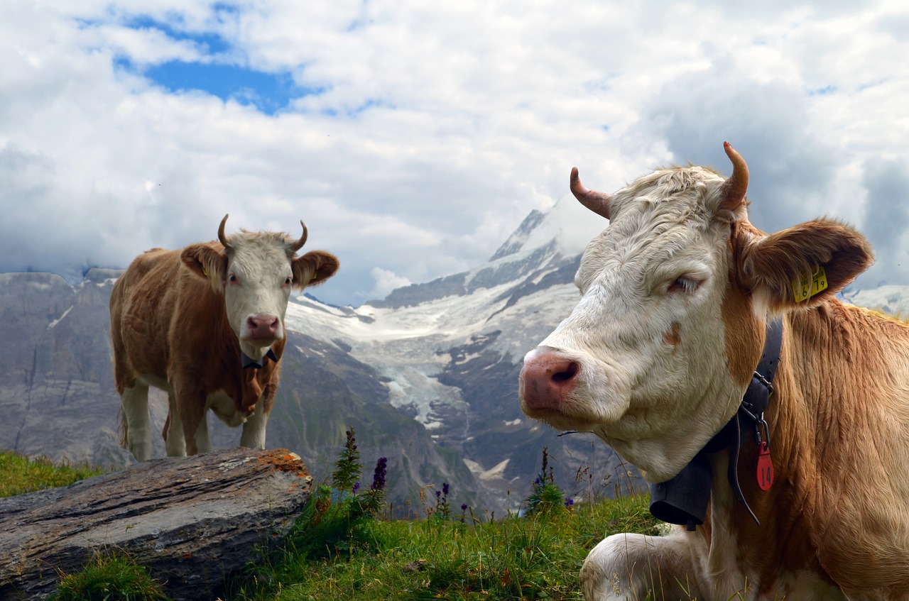 cow alpine glacier free photo