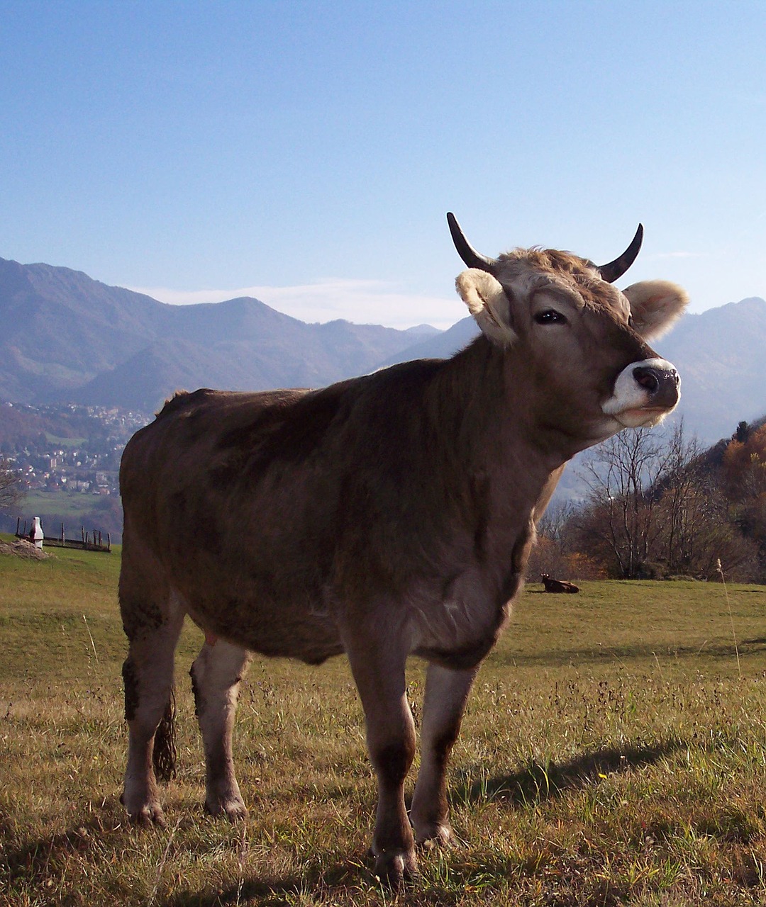 cow mountain prato free photo