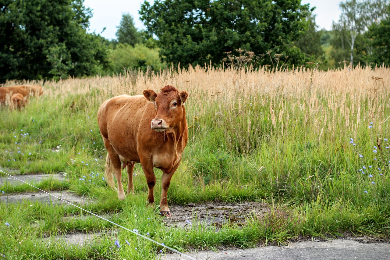 cow brown milk free photo